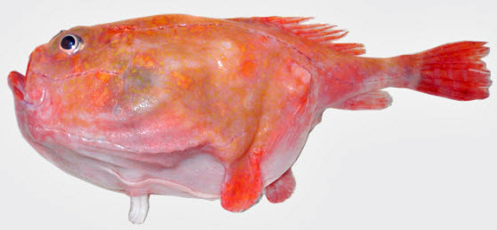 Chaunax pictus_04.jpg